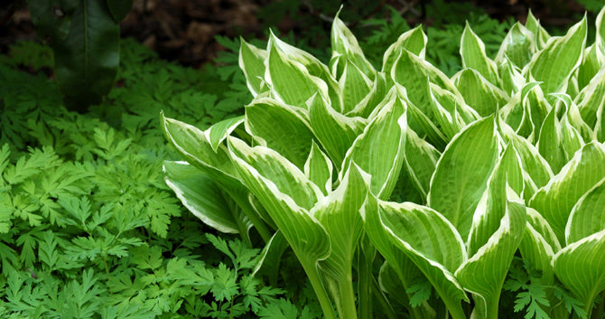 Hosta in the landscape