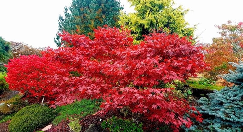 7 Trees With Brilliant Fall Color + Bonus