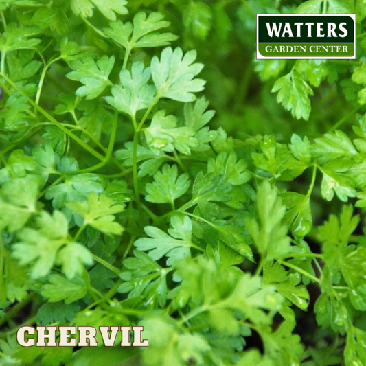 Chervil Watters Mark