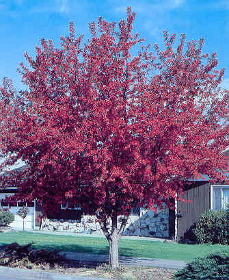 Memorial Trees for each Month