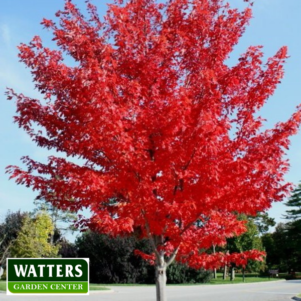 Maple blaze autumn in landscape