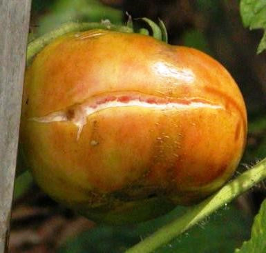 Cracking Tomato