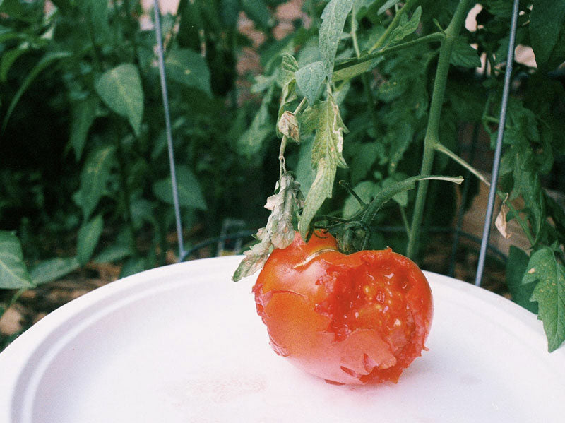 Tomatoes Birds Eating Fruit