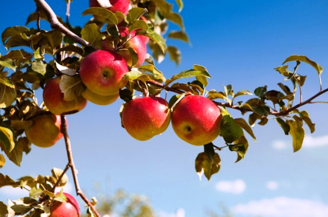 Fruit Trees - Health & Harvest