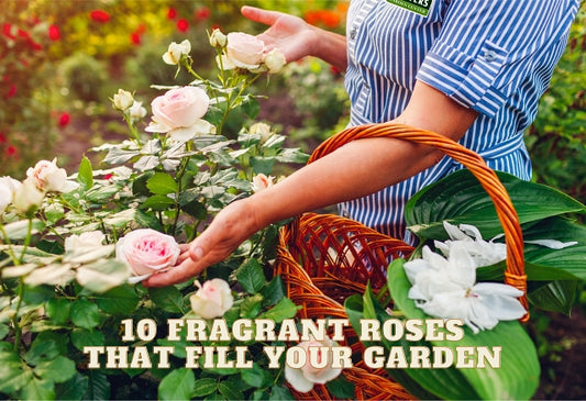 Breathe Deeply: 10 Fragrant Roses That Will Fill Your Garden