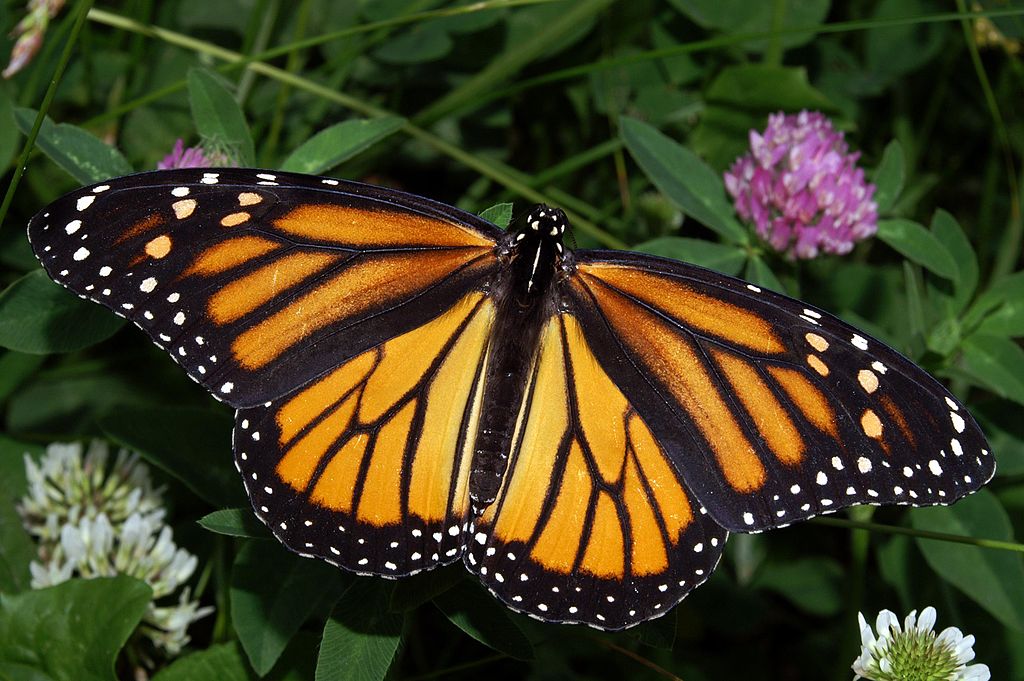 7 Flowers that Save Monarch Butterflies