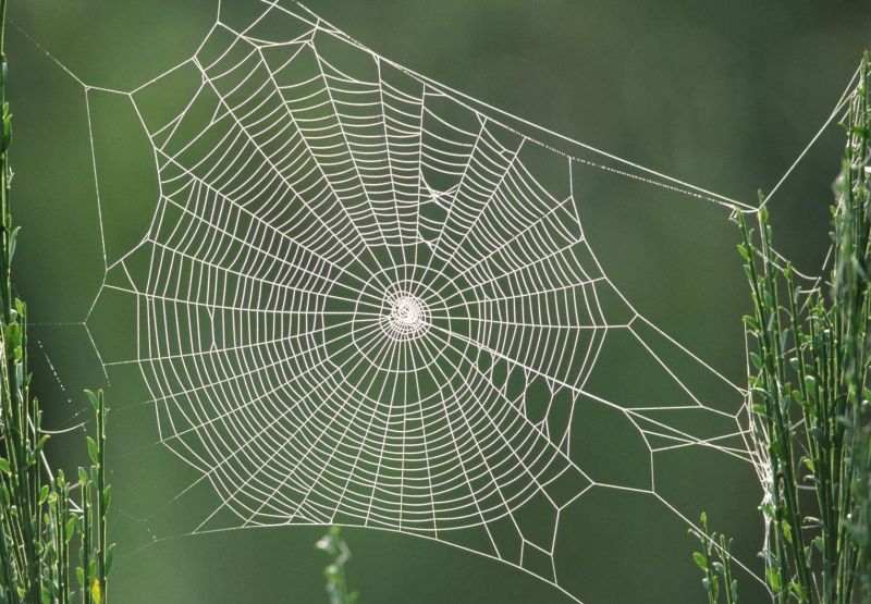 WHAT SPRAY DO YOU RECOMMEND FOR GETTING GET RID OF SPIDER WEBS IN THE LANDSCAPE?