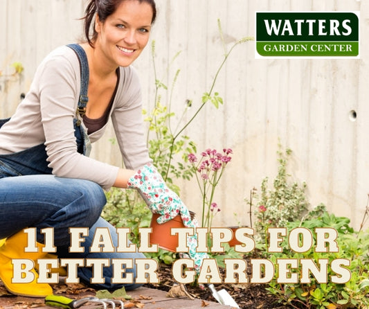 Fall Tips for Better Gardens