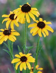 black eyed susan Rudbeckia blossoms in the garden