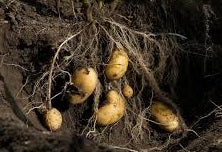 What's the Best Way to Harvest Potatoes?