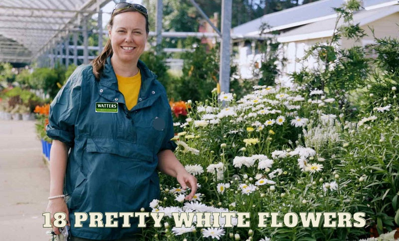 The Pretty 18 - White Flowers for Mountain Gardens