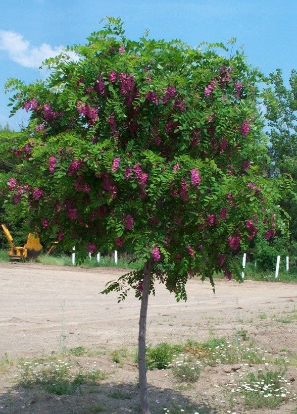 Purple Robe Locust Tree