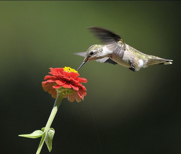 Hummingbird in flight