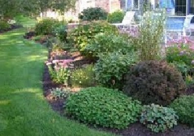 17 Best Landscaping Shrubs of Spring