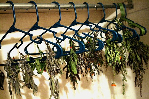 Drying Herbs