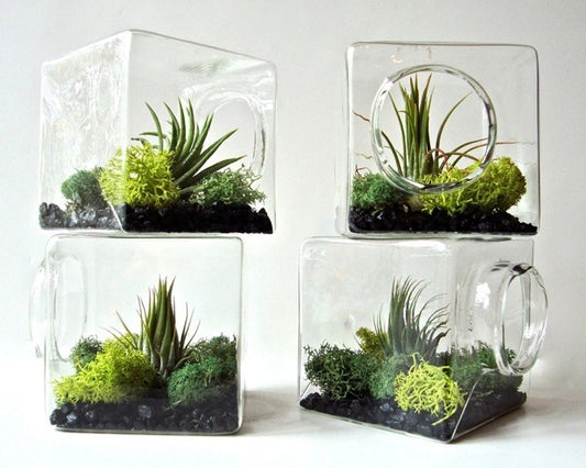 Air Plants are Green, Unique, & LOW Maintenance