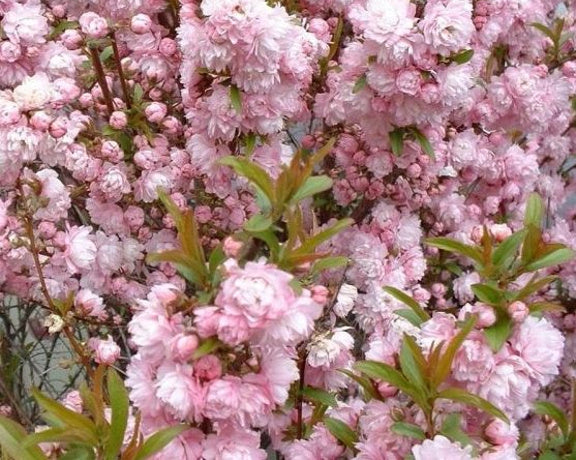 Super 8 Spring Blooming Shrubs