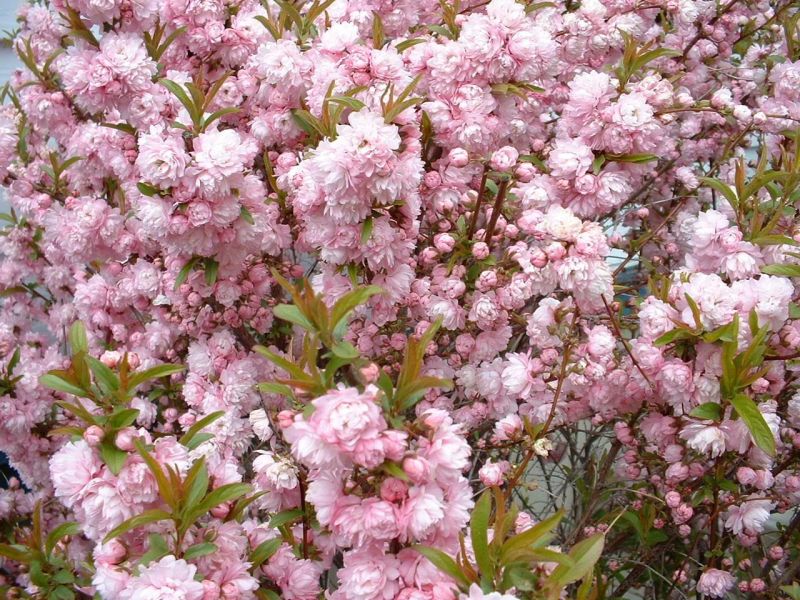 Blooming Shrubs – the Super Eight of Spring