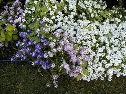 Planting Sweet Alyssum in October