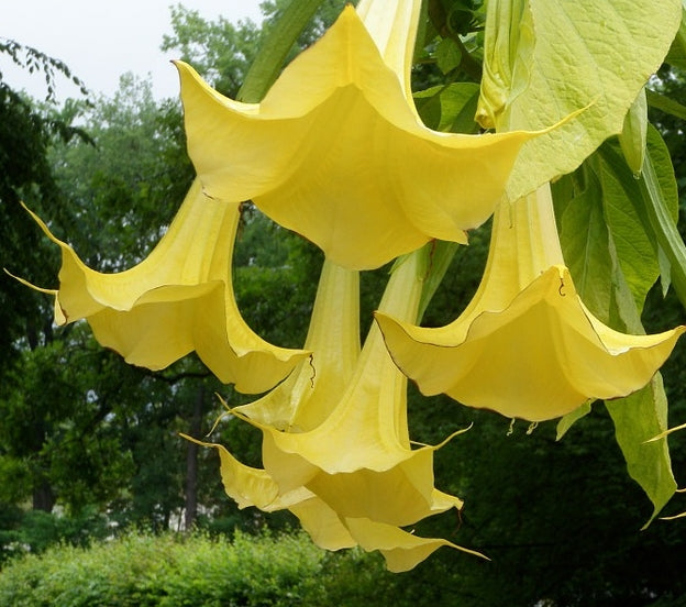 Top 10 Summer-Flowering Shrubs