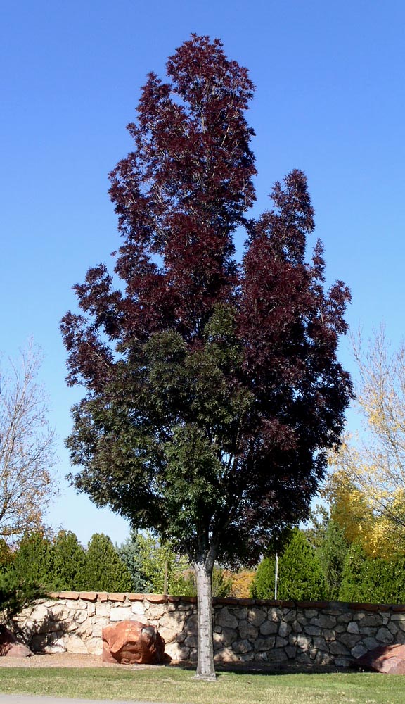 Raywood Ash in Fall Color