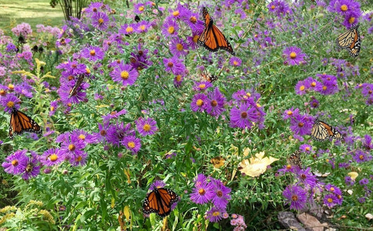 butterflies in the garden