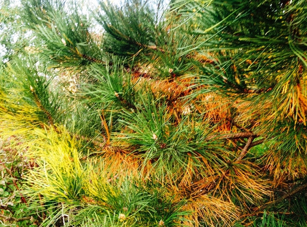 Are My Evergreens Dying When the Needles Turn Yellow and Brown?