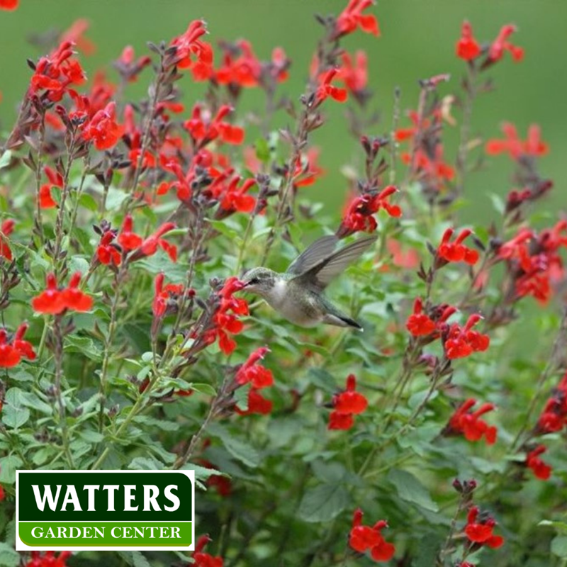 Autumn Sage Plant with Hummingbird