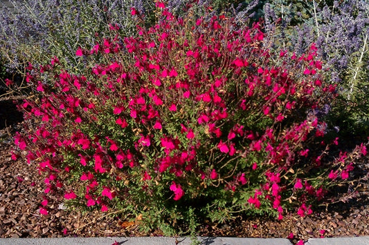 How to Grow Autumn Sage Salvia