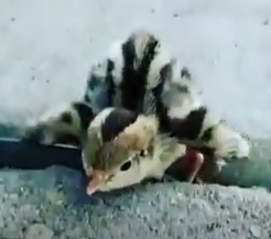 Viral Video - Baby Quail - Just Hatched