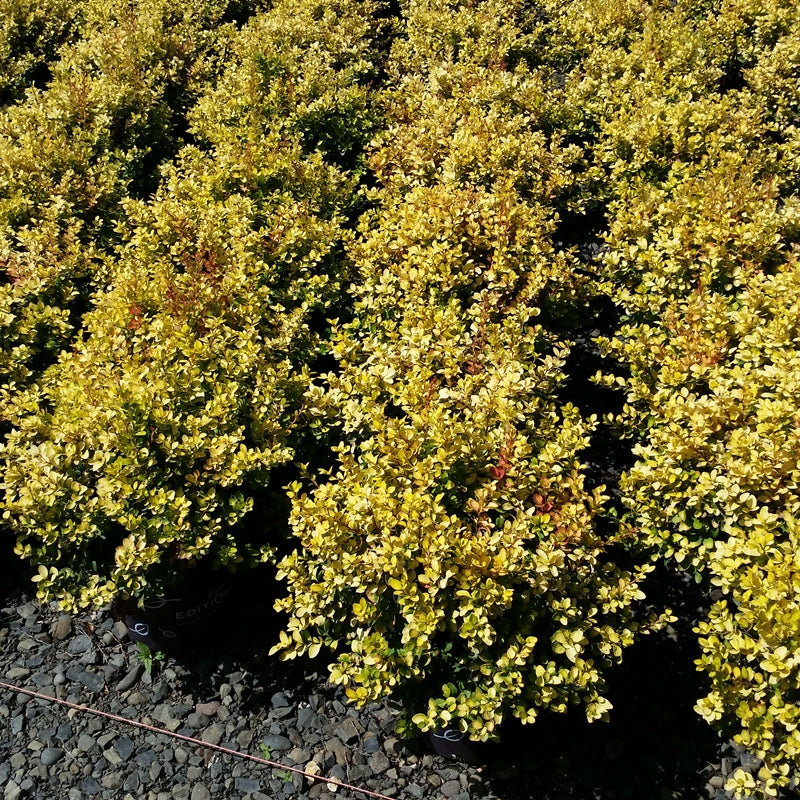 Barberry