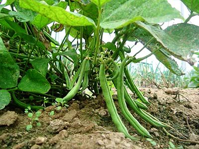 Green Beans - Insiders Tip to Local Gardens