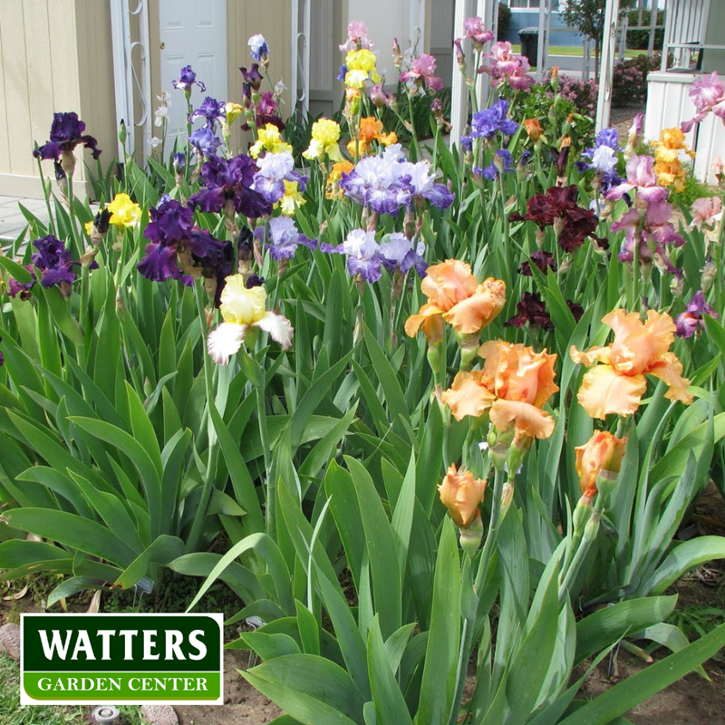 Iris Irideae blooming in the garden