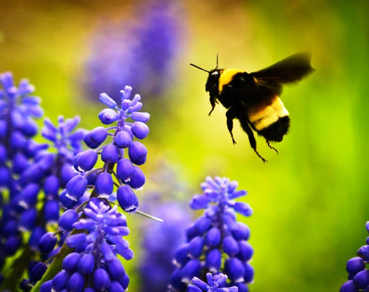 Helping Bees Find Our Gardens