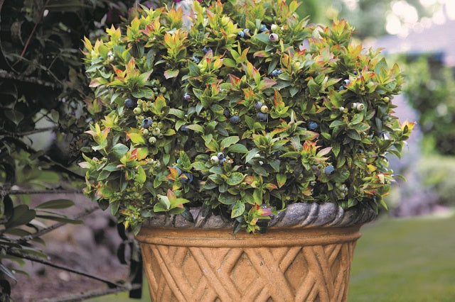 Blueberry Bush in a pot