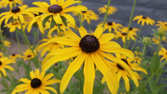 Blooming Perennials