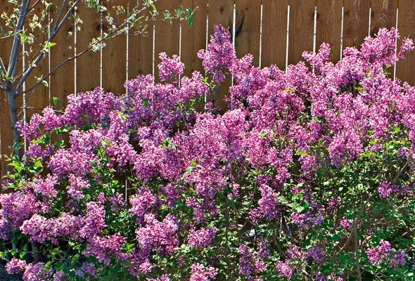 Syringa Bloomerang lilac in the landscape , reblooming lilac