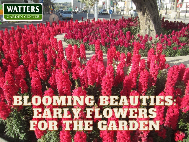 Blooming Beauties for the spring garden