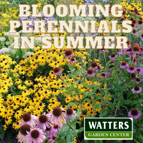 Blooming Perennials in Summer