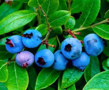 Garden Class - Grape, Brambles & Blueberries to the Kitchen