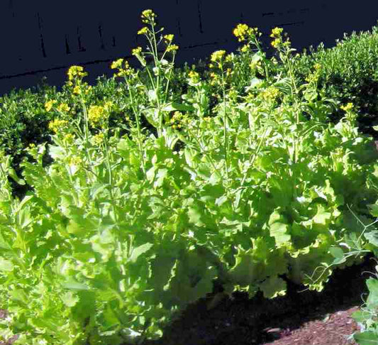 Best Vegetables that Sow Themselves