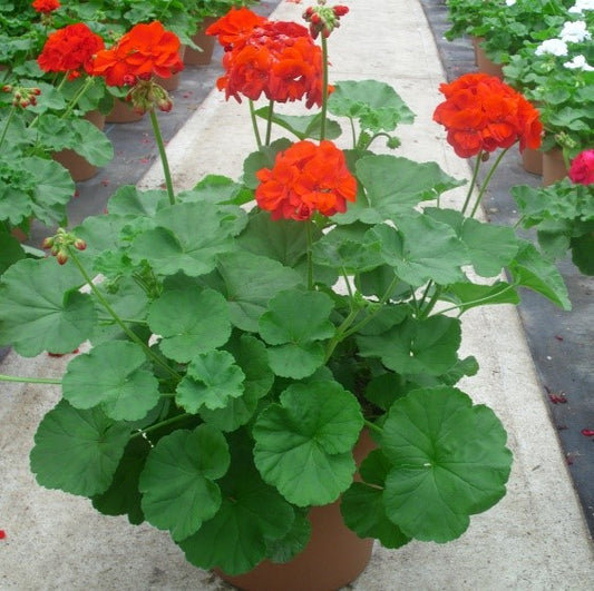 How to Grow Geraniums