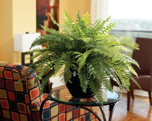 Jan 12 Healthy Happy Houseplants the Easy Way (Free)