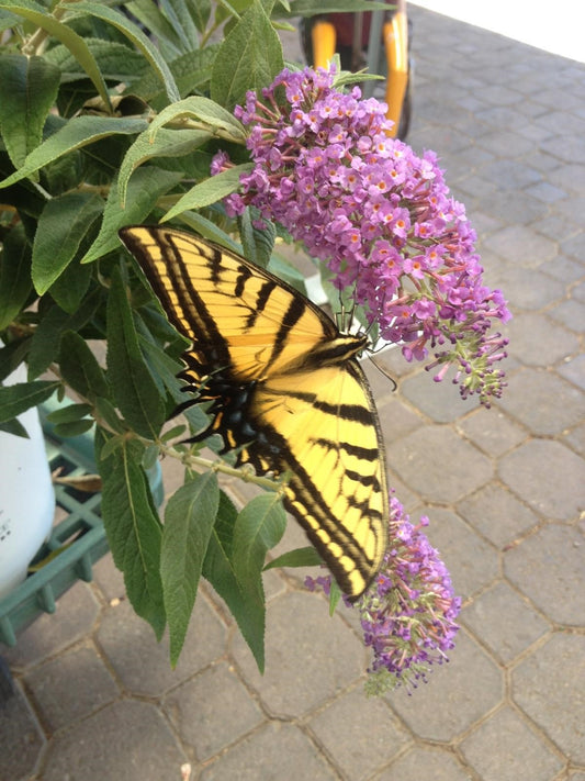 Butterflies Bring Magic to the Garden