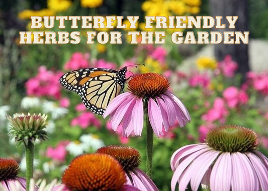 Butterfly-Friendly Herbs for the Garden