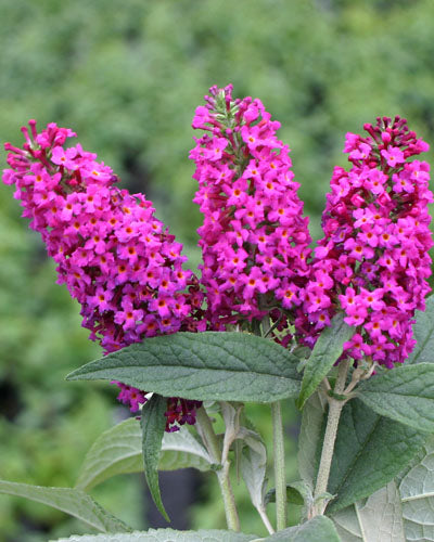 dwarf butterfly bush