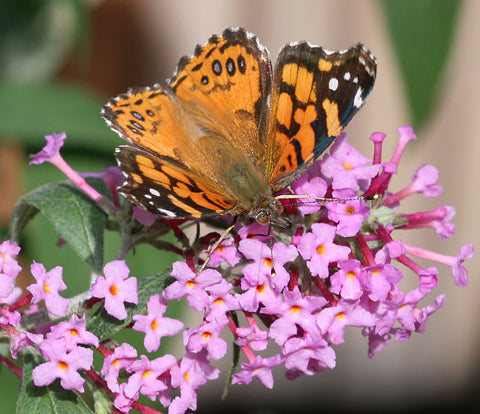 Butter Fly Bush with Butterfly