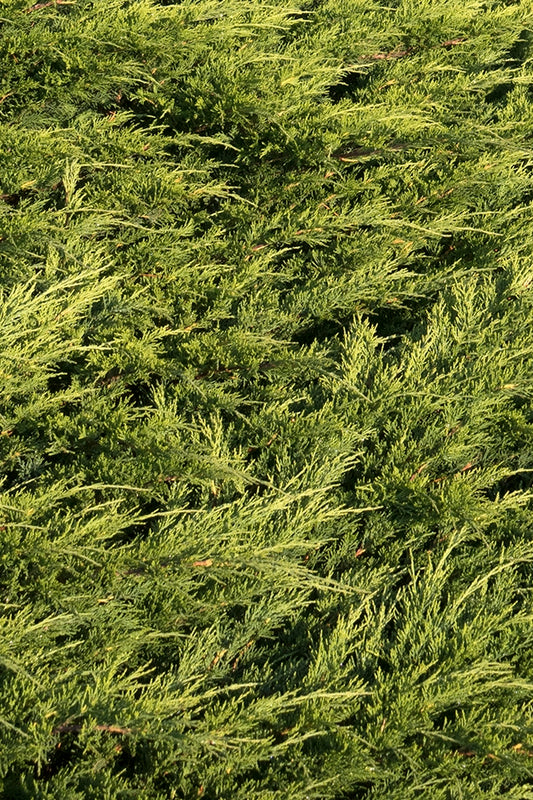 Calgary Carpet Juniper