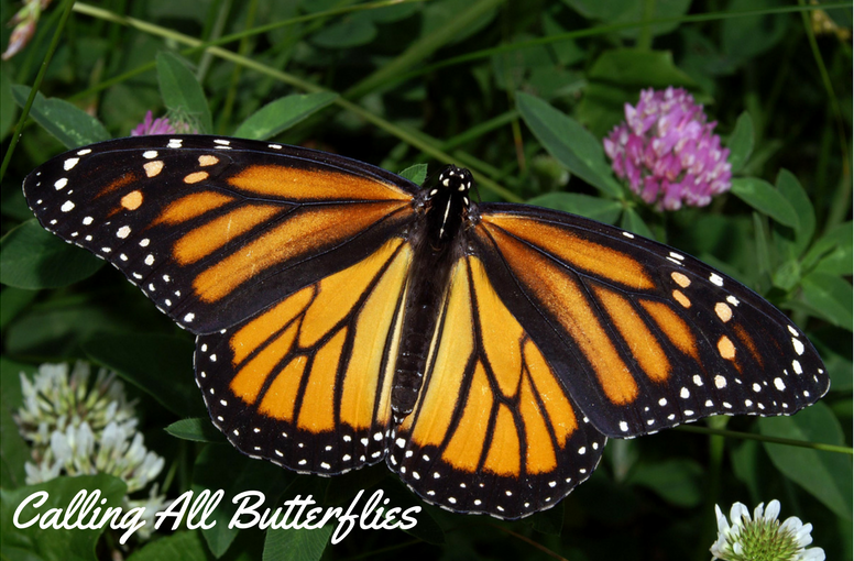 Plant Magnets for Calling All Butterflies!