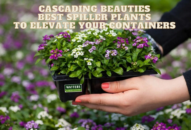 Cascading Beauties: The Best Spiller Plants to Elevate Your Containers